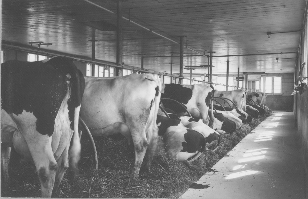 interior with cows