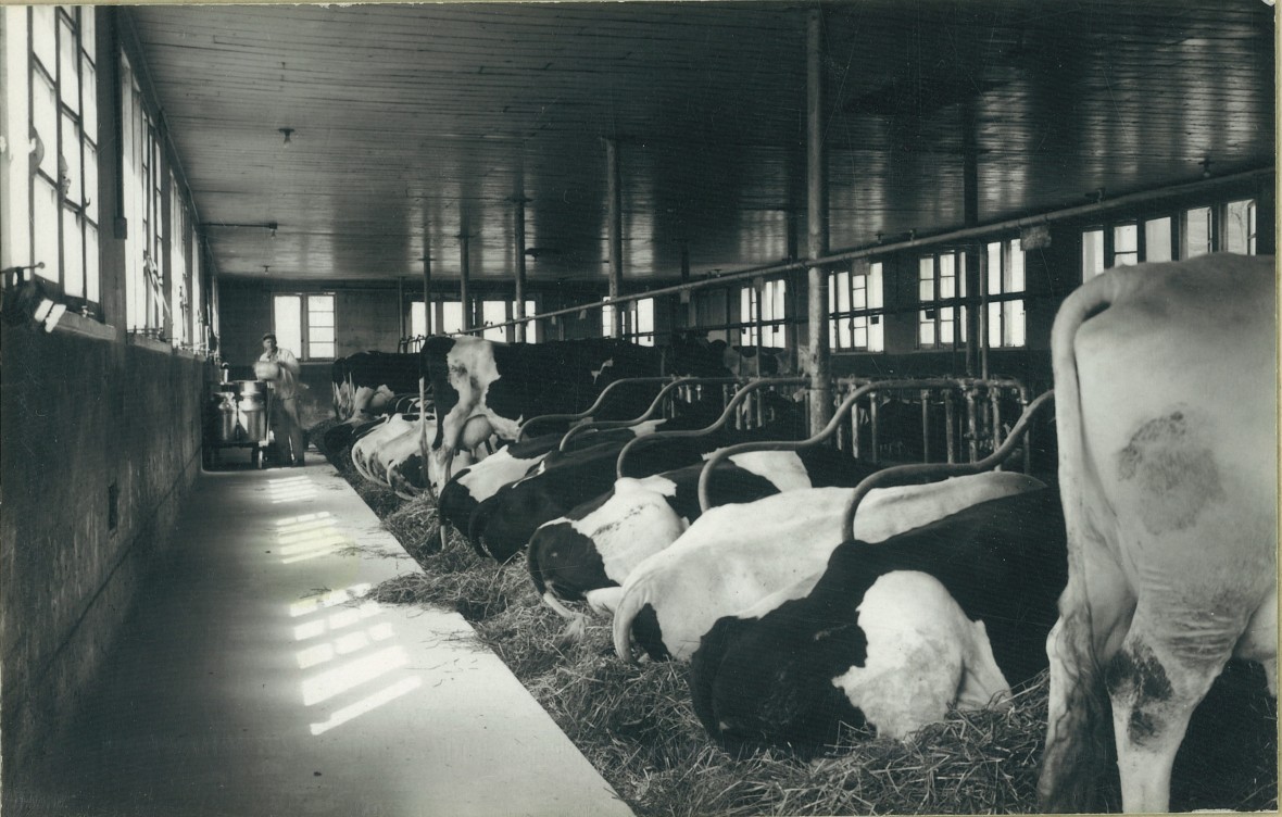 History of the Barn - The Dairy Barn Arts Center